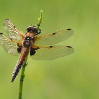 Four Spotted Chaser 10 